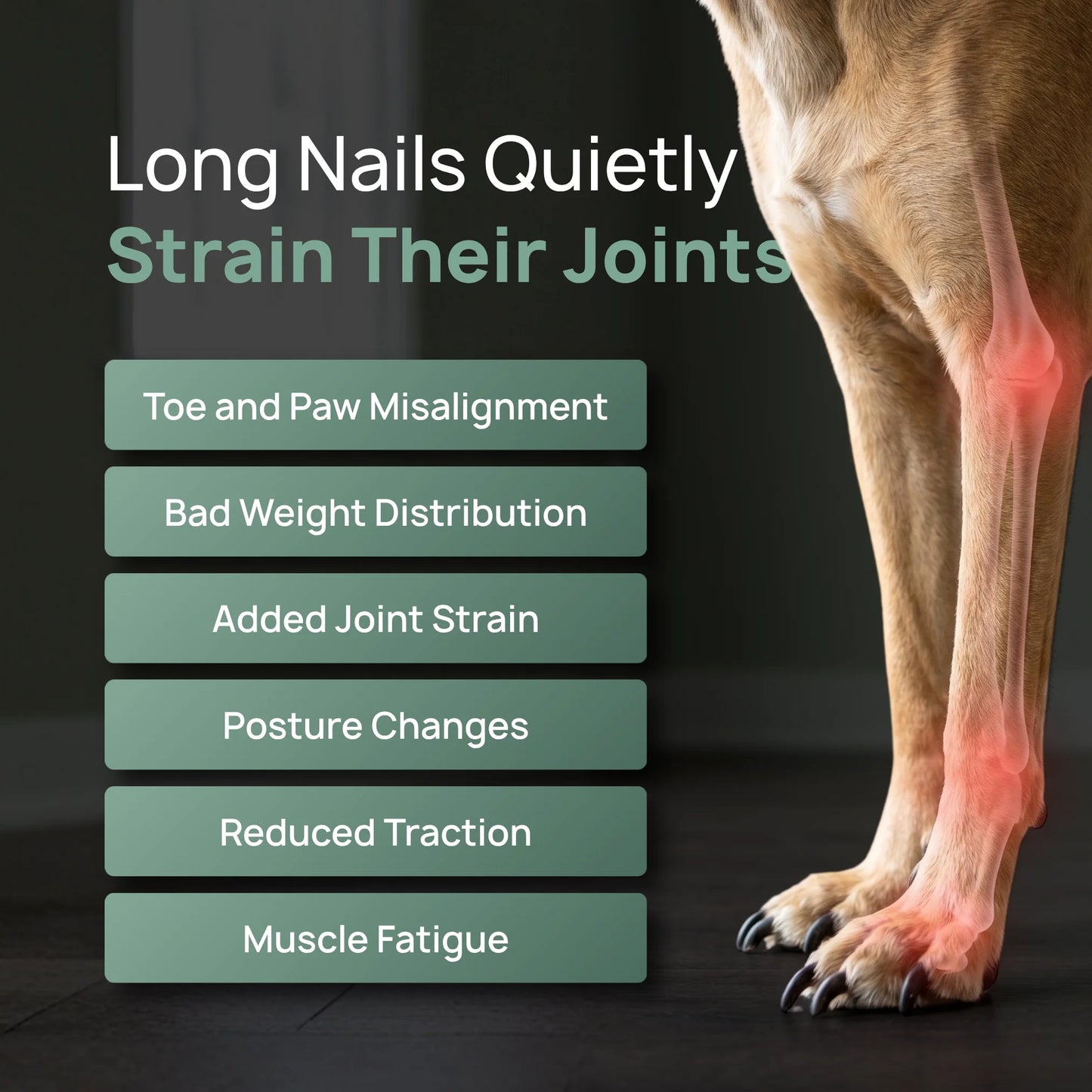 Bauven Dog Nail Grinder